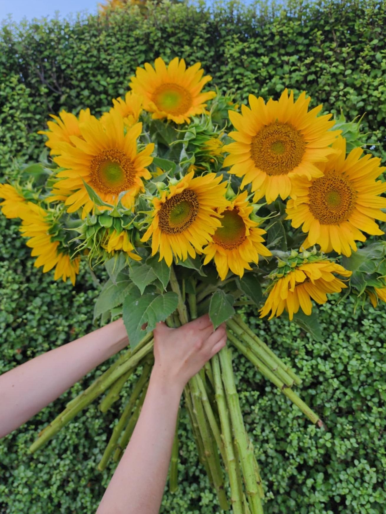 Sunflowers - Local pick-up only